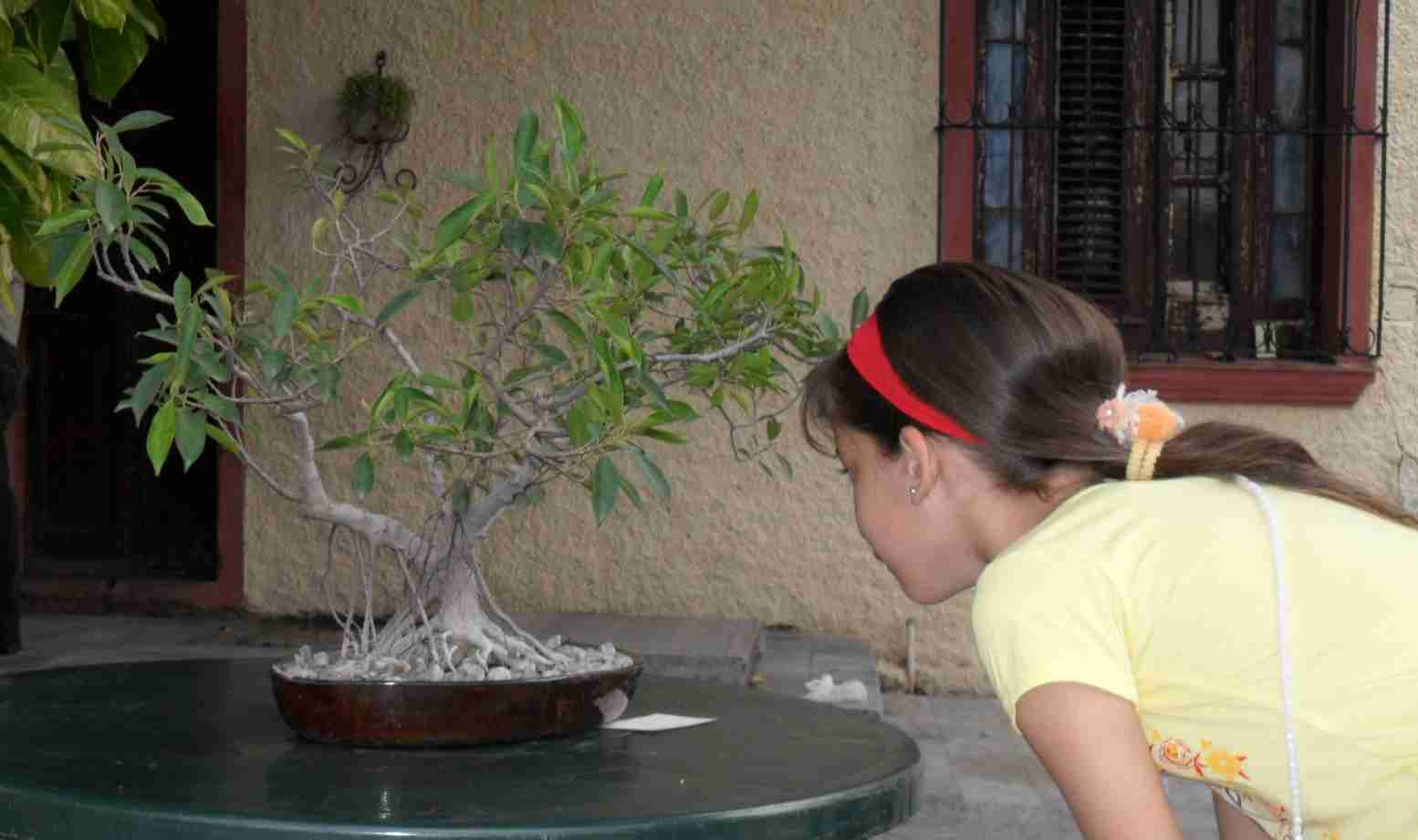 Niña mirando un bonsai