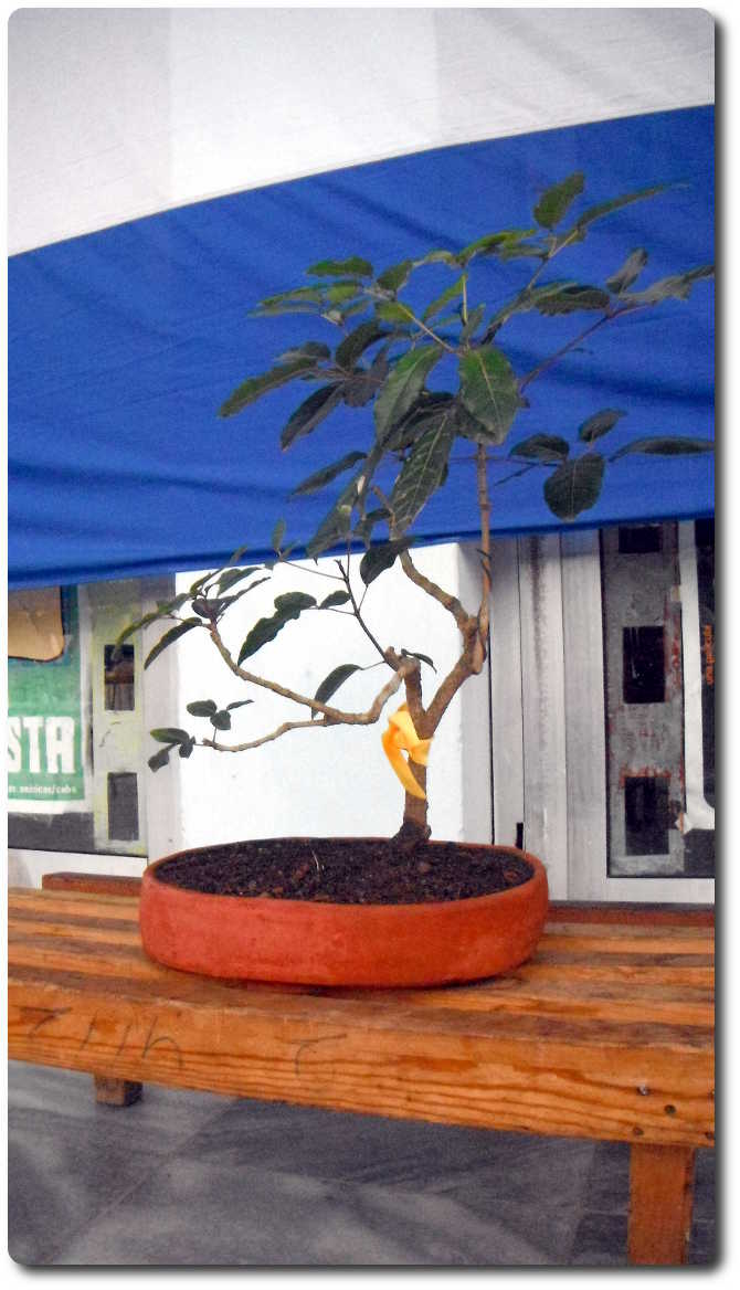 Bonsai con cinta amarilla en espera de los héroes presos en EEUU