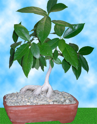 Jagüey Ginsen