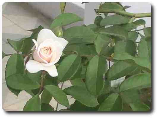 Rosa Blanca de nuestro jardín